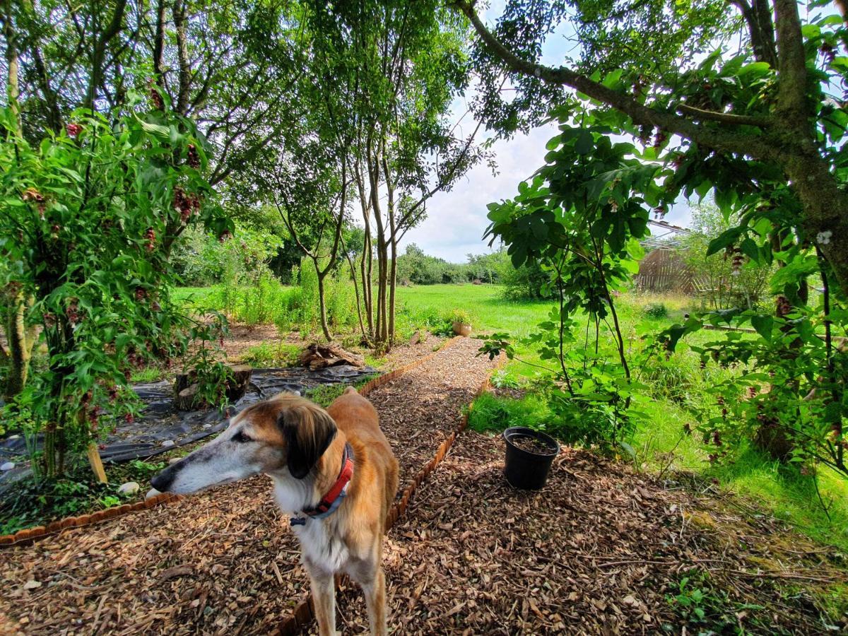 Moorview House Bed & Breakfast บิดีฟอร์ด ภายนอก รูปภาพ